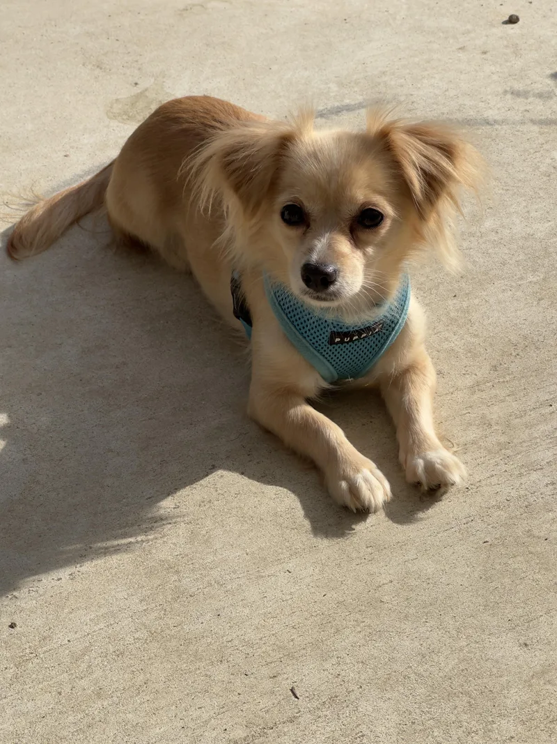 An adult small-sized female Golden Pomeranian dog named Ruby Red for adoption in Topanga, CA