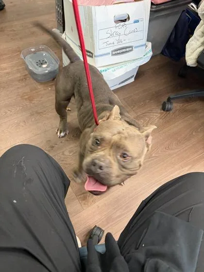 An adult large-sized female Mixed Breed dog named Beyonce for adoption in Atlanta, GA
