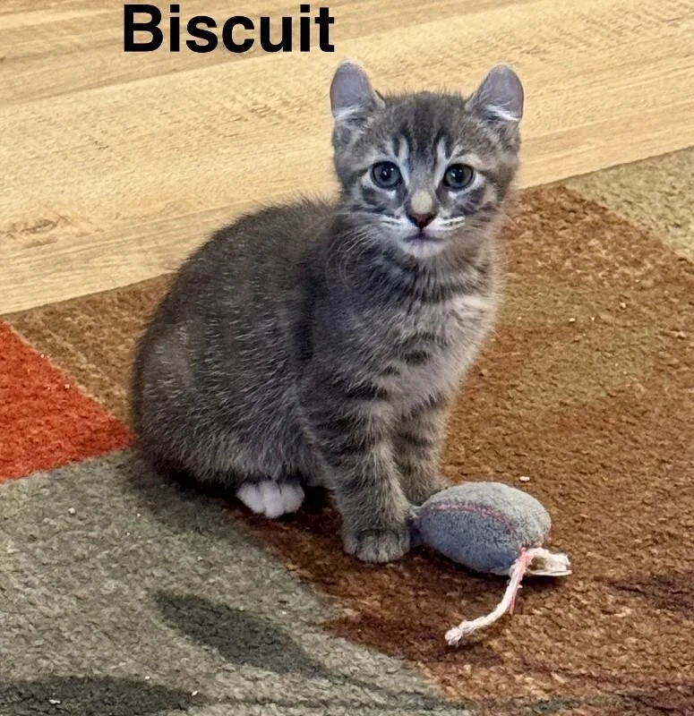 A young small-sized male Gray / Blue / Silver Domestic Short Hair cat named Biscuit for adoption in Fort Collins, CO