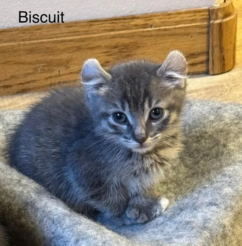 Biscuit thumbnail 2