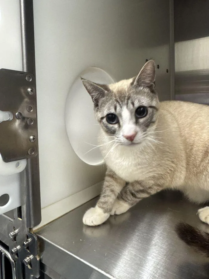 A young small-sized male Buff / Tan / Fawn Domestic Short Hair cat named Dustin for adoption in Hilton Head Island, SC