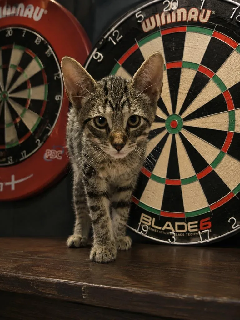 Dart