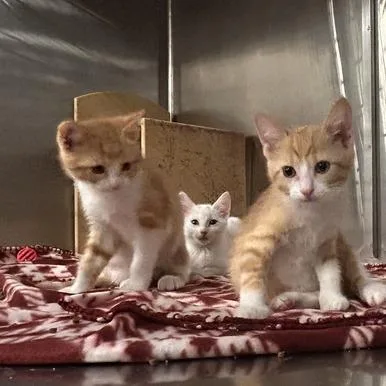 A baby small-sized male Orange / Red Domestic Short Hair cat named Samir for adoption in Davenport, IA