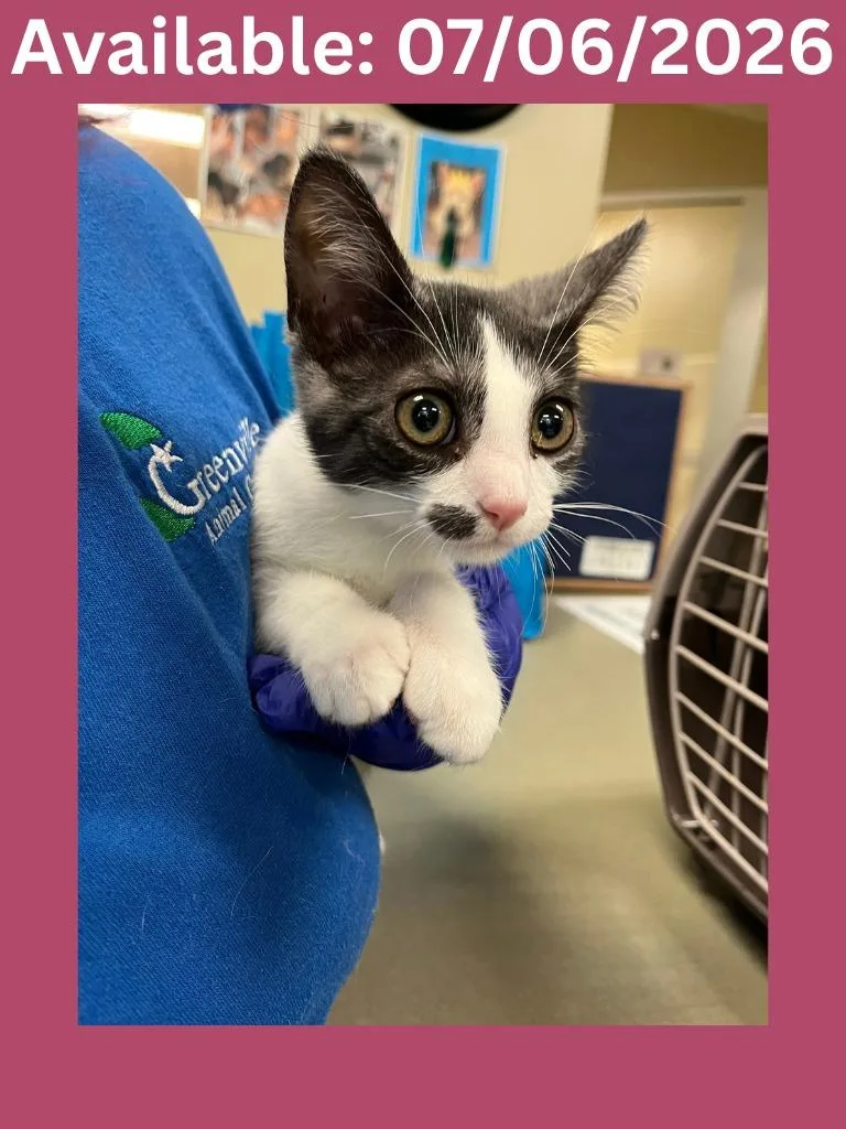 A baby medium-sized female Domestic Short Hair cat named Cat Condo Chloe for adoption in Greenville, TX