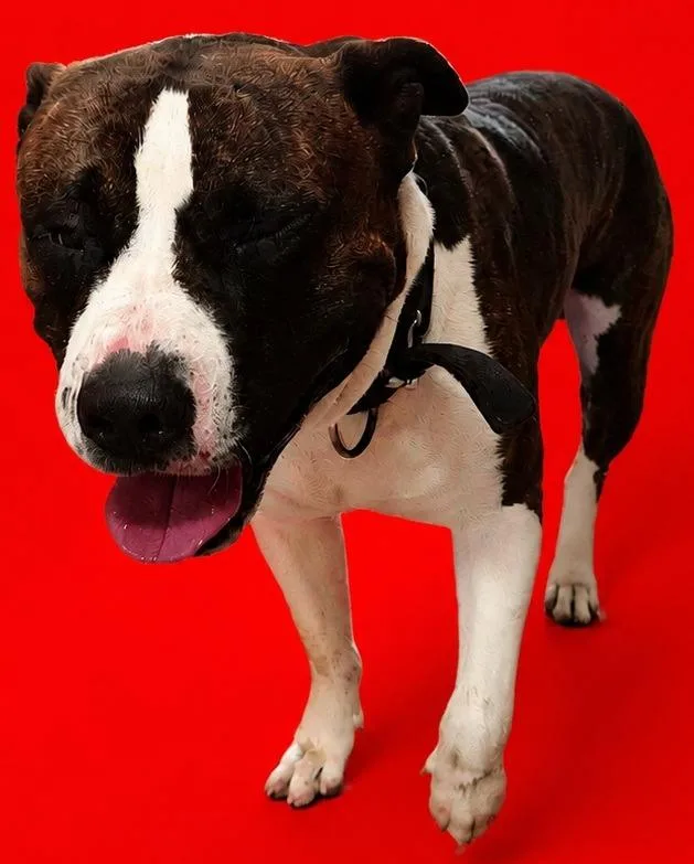Bite Dog