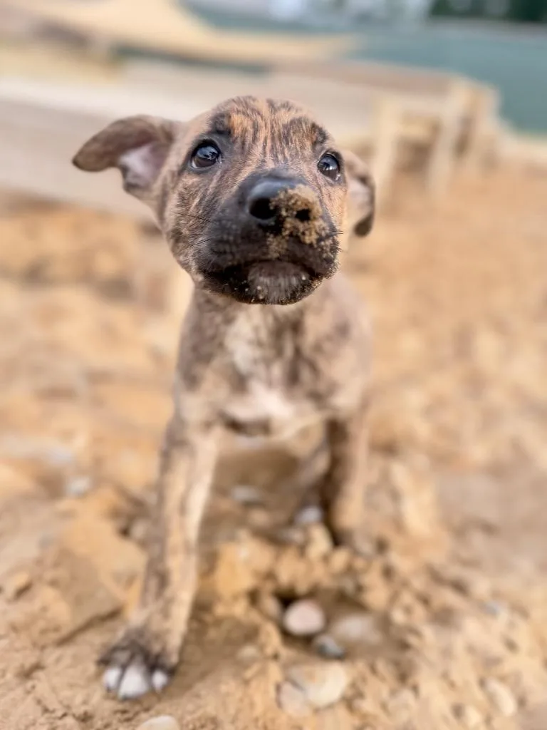 Ruby pup