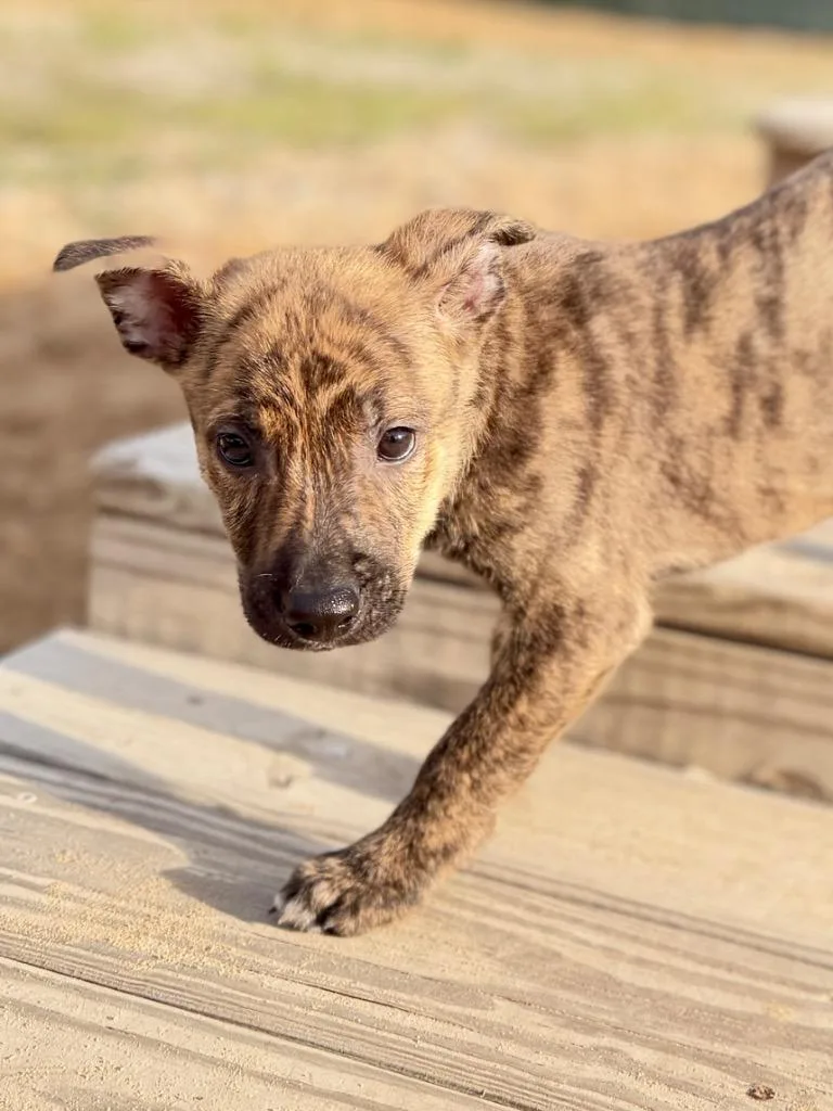 Ruby pup thumbnail 2