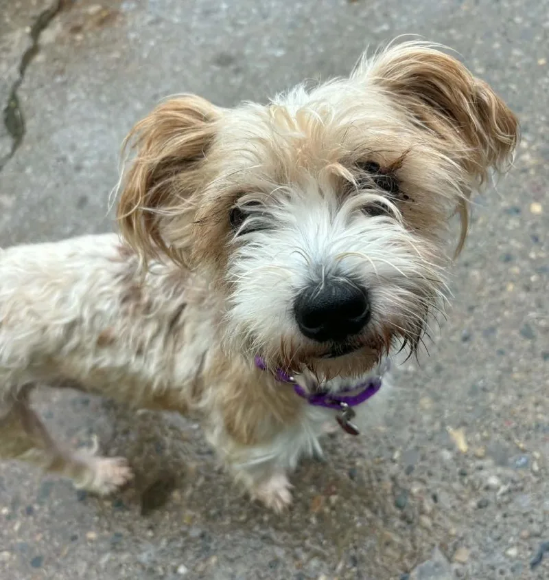 An adult small-sized male Yorkshire Terrier dog named Bandit for adoption in Warren, MI