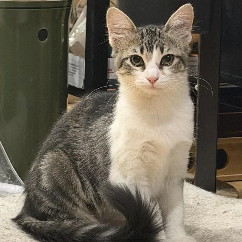 Blizzard thumbnail 2