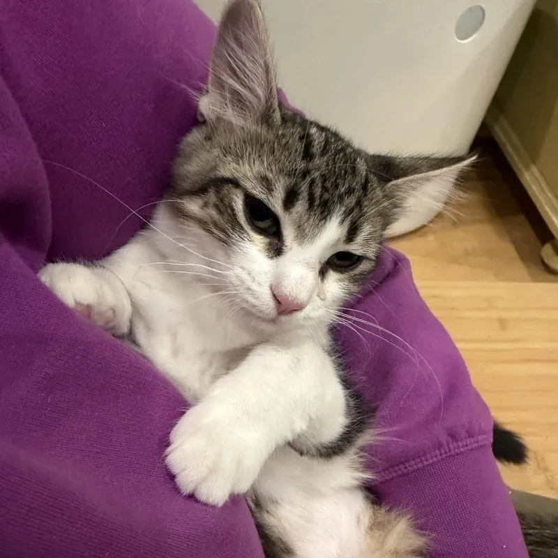 Blizzard thumbnail 3