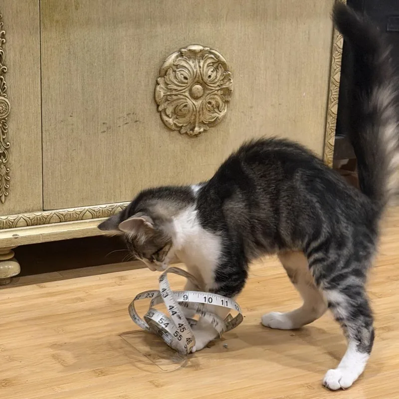 Blizzard thumbnail 4