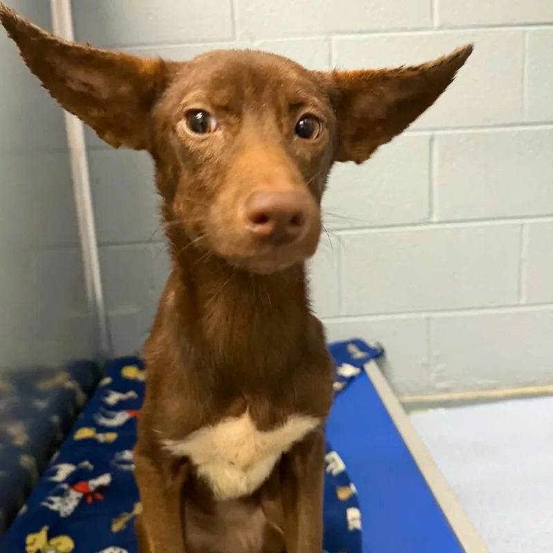 A young small-sized female Brown / Chocolate Labrador Retriever dog named Zuma for adoption in Marion, VA