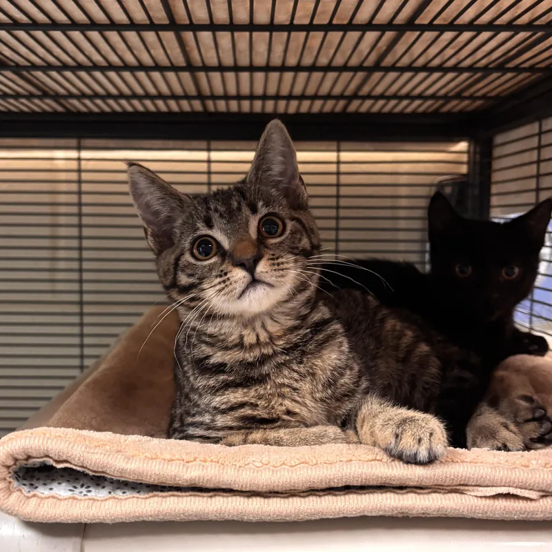 A young medium-sized female Tabby (Brown / Chocolate) Domestic Short Hair cat named Jwoww for adoption in Charleston, SC
