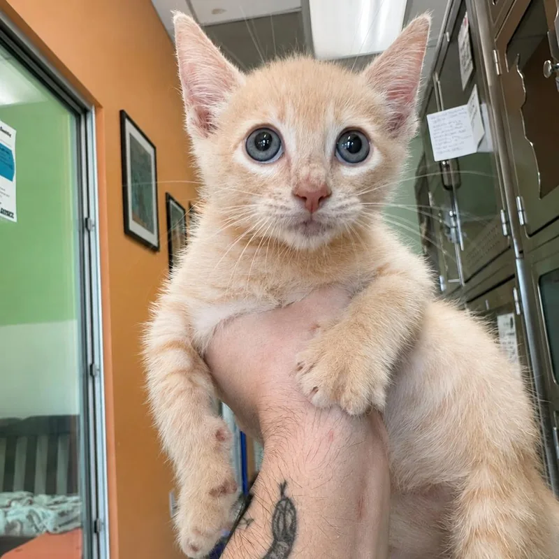 A baby small-sized male Orange / Red Domestic Short Hair cat named Nobu for adoption in Austin, TX