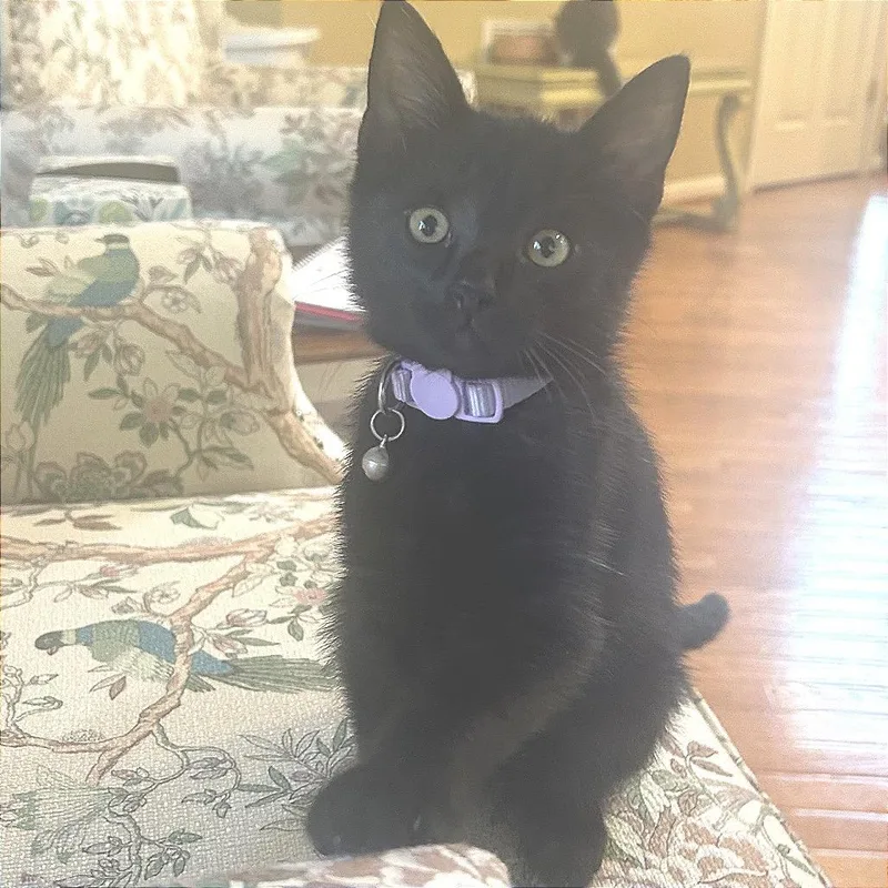 A baby small-sized male Black Domestic Medium Hair cat named Carmichael for adoption in Fredericksburg, VA