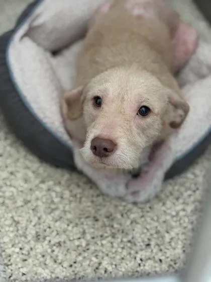 An adult medium-sized female Mixed Breed dog named Stephany for adoption in Memphis, TN