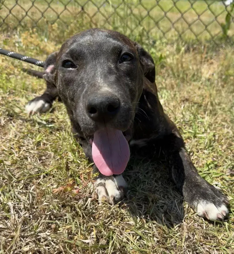 A young large-sized female Mixed Breed dog named Opal for adoption in Tarrytown, GA