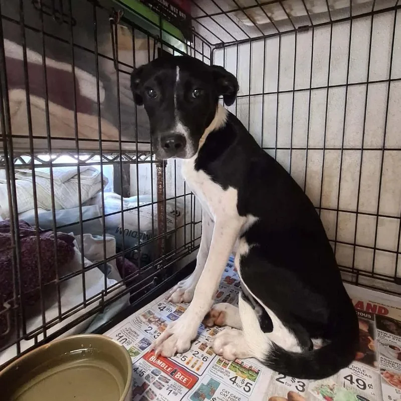 A young medium-sized female Black Mixed Breed dog named Ombretta for adoption in Boaz, AL