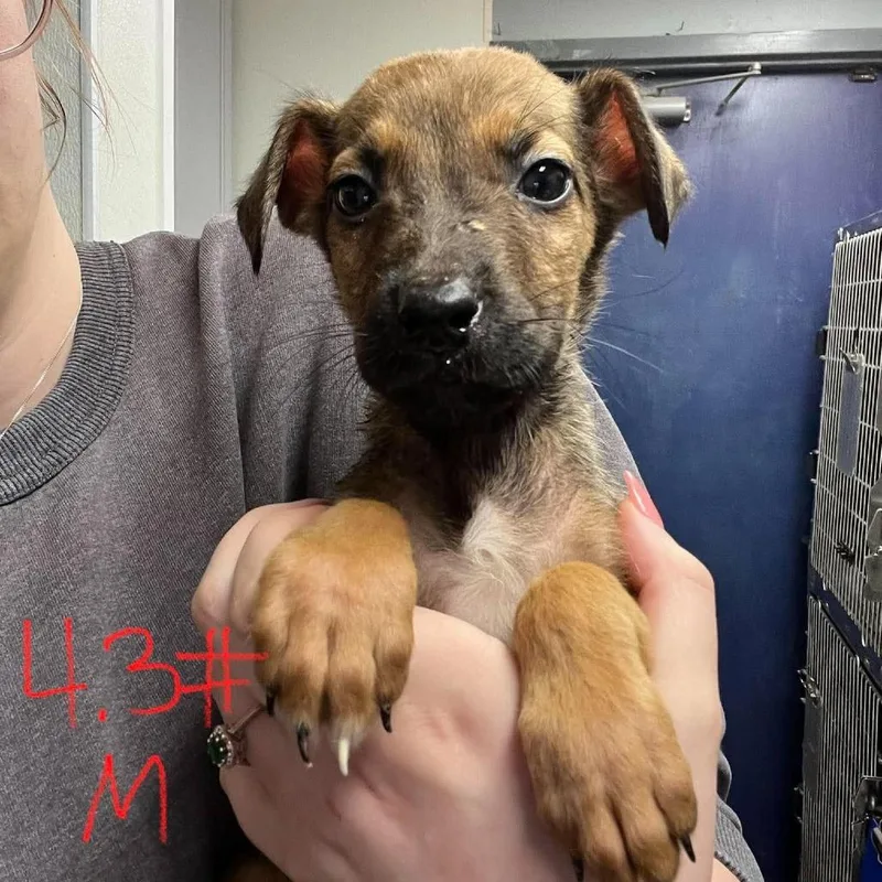 A baby small-sized male Brown / Chocolate German Shepherd Dog named Soy Bean for adoption in Edwardsville, IL