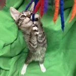 A baby medium-sized female Tabby (Gray / Blue / Silver) Tabby cat named Alderaan for adoption in Green Valley, AZ
