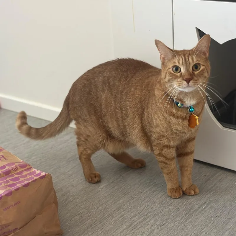 An adult small-sized male Orange / Red American Shorthair cat named H Dieter for adoption in Port Washington, NY
