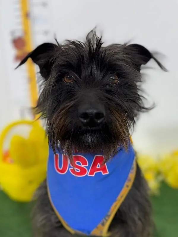 A young small-sized male Black Irish Terrier dog named Woofy for adoption in Carlsbad, CA