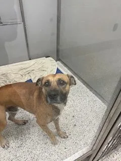 An adult medium-sized male Mixed Breed dog named Chocko for adoption in Atlanta, GA