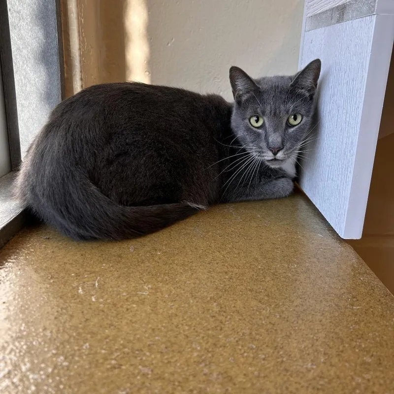 An adult large-sized female Gray / Blue / Silver Domestic Short Hair cat named Sammyie for adoption in Birdsboro, PA