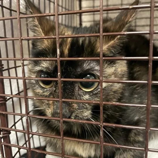 An adult small-sized female Black Domestic Short Hair cat named Owletta for adoption in Chicago, IL