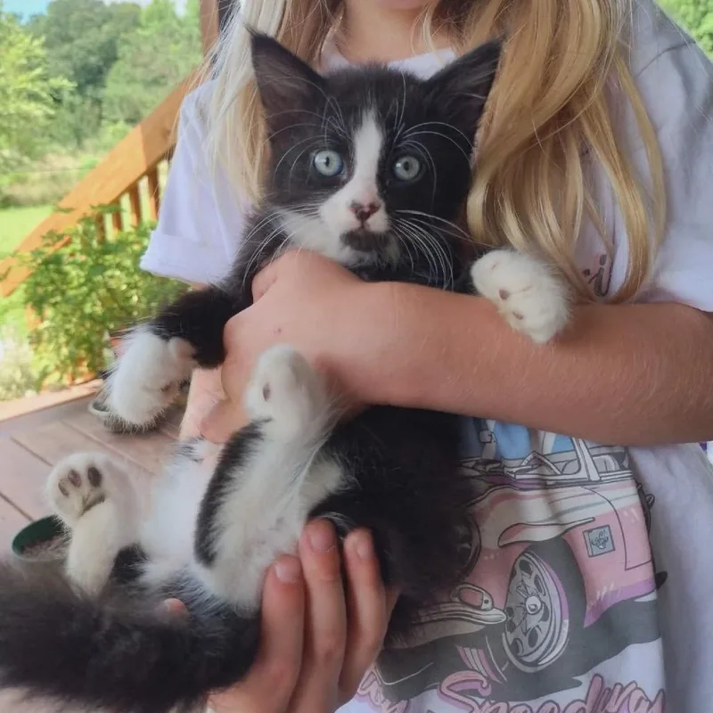 A baby small-sized female Black Domestic Long Hair cat named Rosie for adoption in Wadena, MN