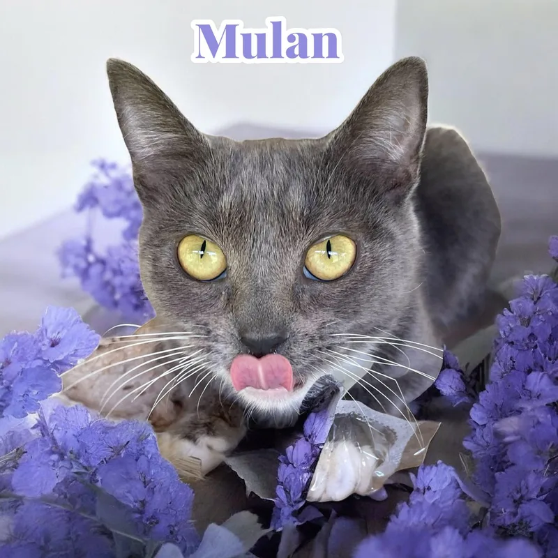 Mulan  Sc thumbnail 2