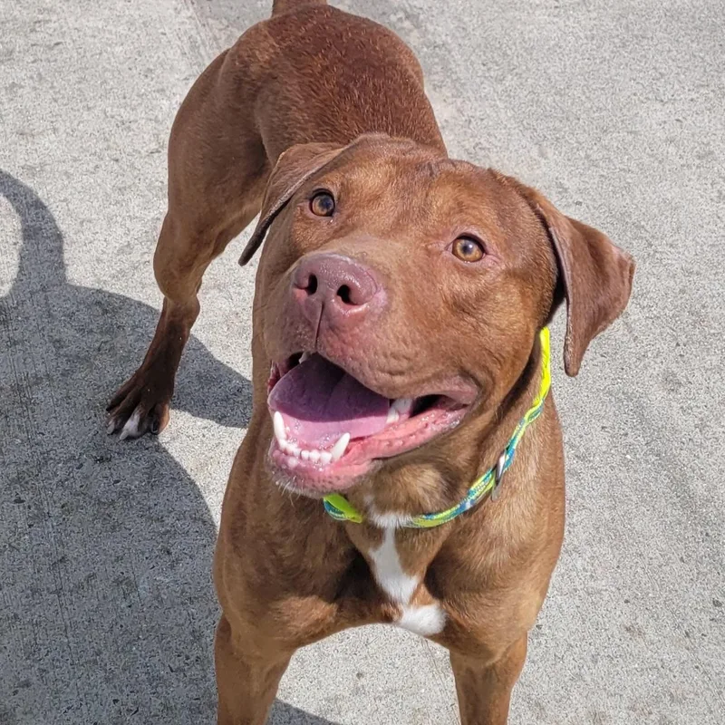 A young medium-sized male Red / Chestnut / Orange Pit Bull Terrier dog named Crush! Handsome Young Boy! for adoption in Meriden, CT