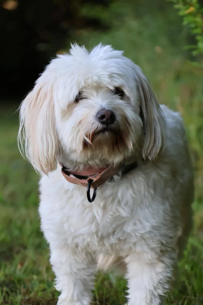 An adult small-sized female Mixed Breed dog named Ginger for adoption in Columbia, TN