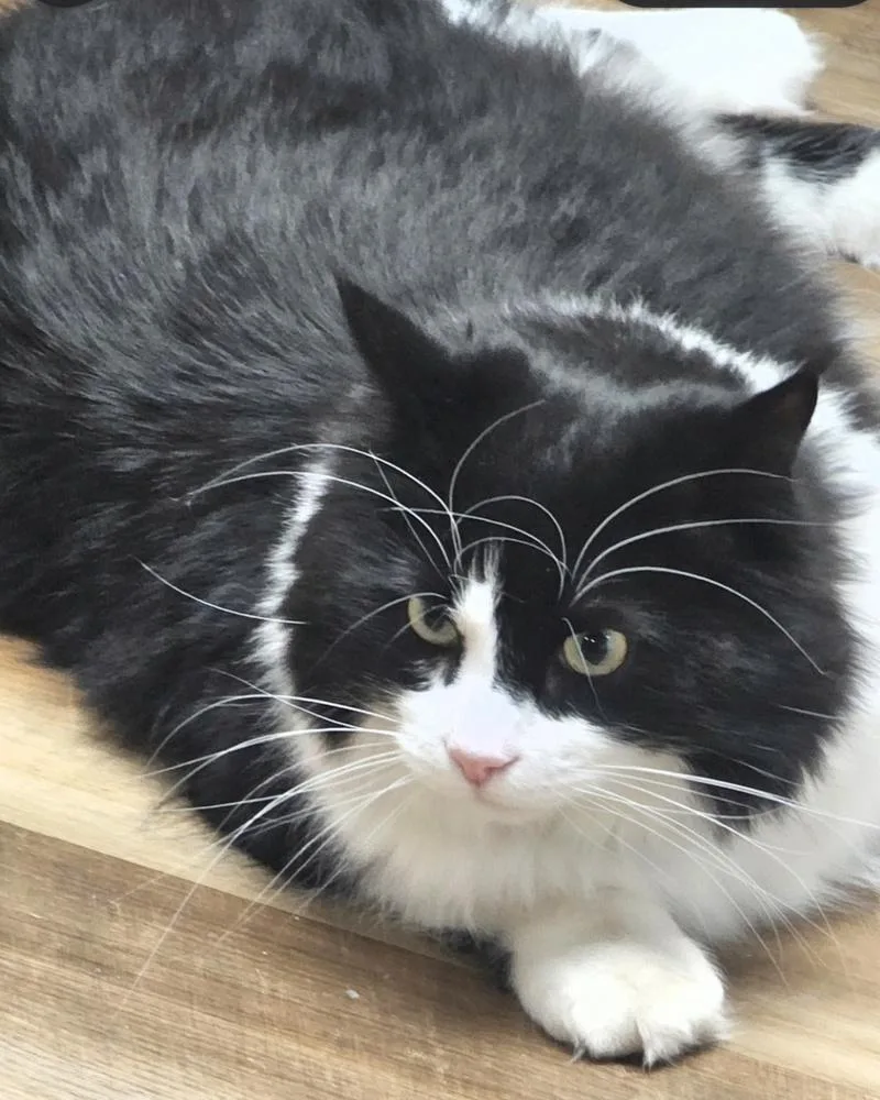 An adult large-sized male Black & White / Tuxedo Domestic Long Hair cat named Smudge for adoption in Albuquerque, NM