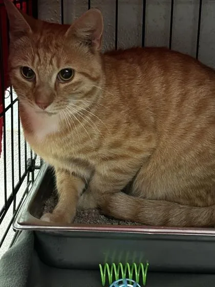 An adult small-sized male Domestic Short Hair cat named Watermelon Baby for adoption in Spruce Pine, NC