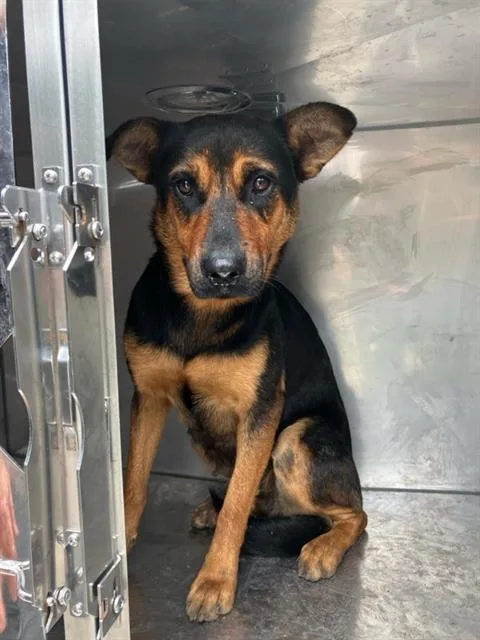 An adult medium-sized female Mixed Breed dog named Brownie for adoption in Dallas, TX