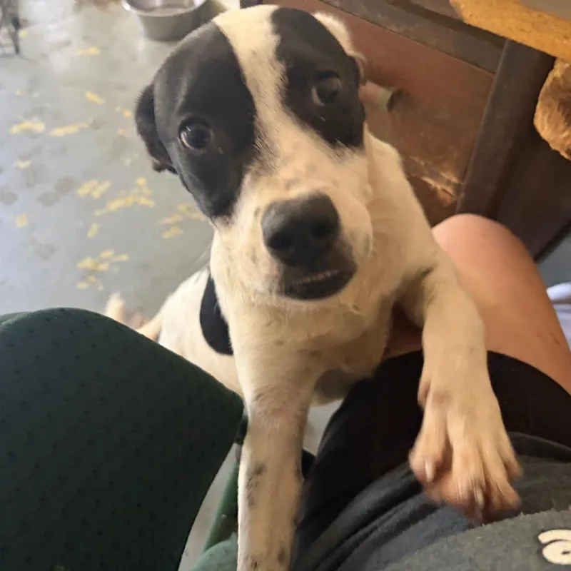 A young medium-sized male White / Cream Mixed Breed dog named Smokie for adoption in Melrose, FL