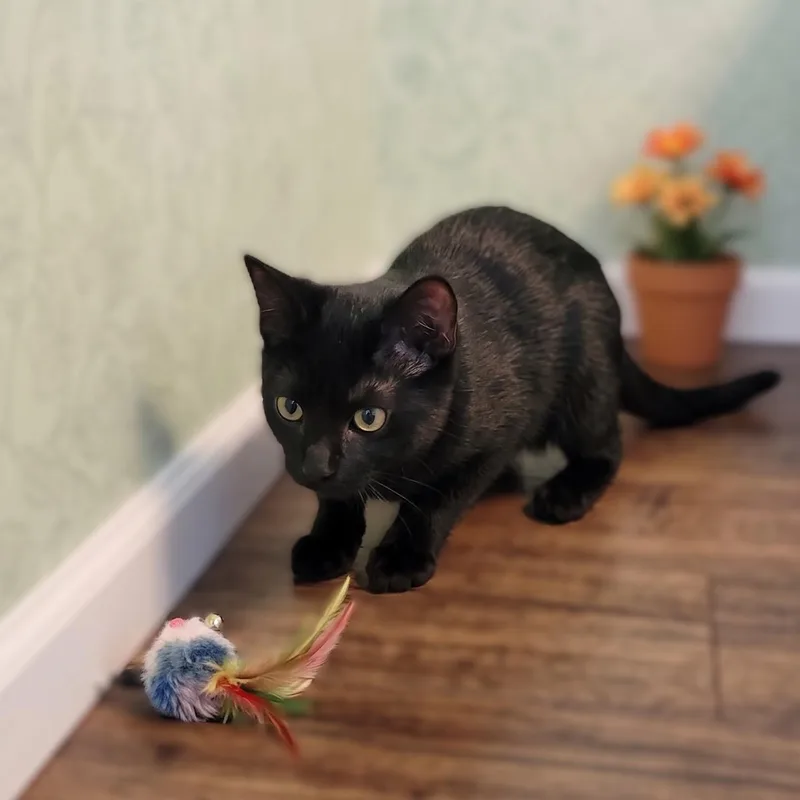 A baby large-sized male Oriental Short Hair cat named Goose oriental mix for adoption in Allen, TX