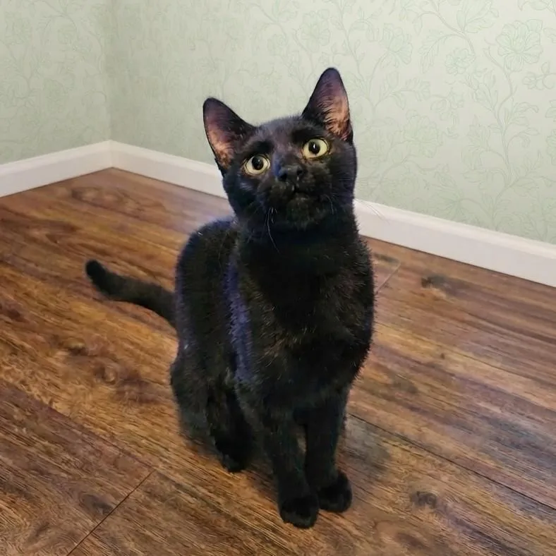 Goose oriental mix thumbnail 2