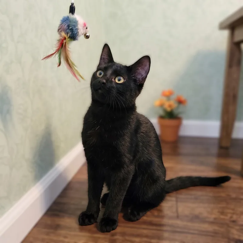 Goose oriental mix thumbnail 3
