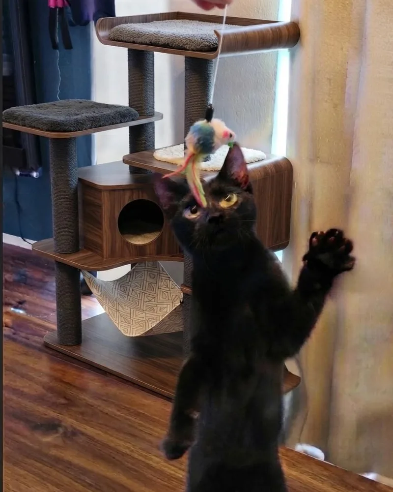 Goose oriental mix thumbnail 5
