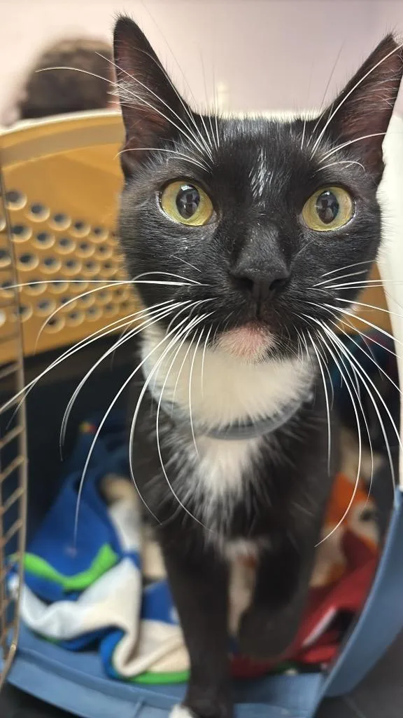 A young medium-sized female Domestic Short Hair cat named Mae for adoption in New Braunfels, TX