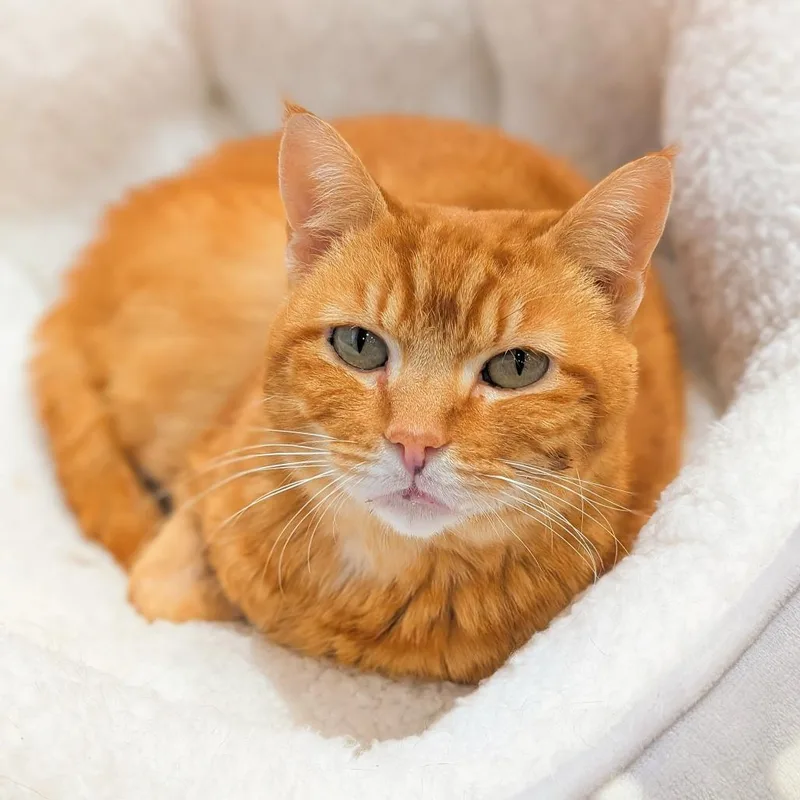 An adult medium-sized female Domestic Short Hair cat named Kirby for adoption in Spokane, WA