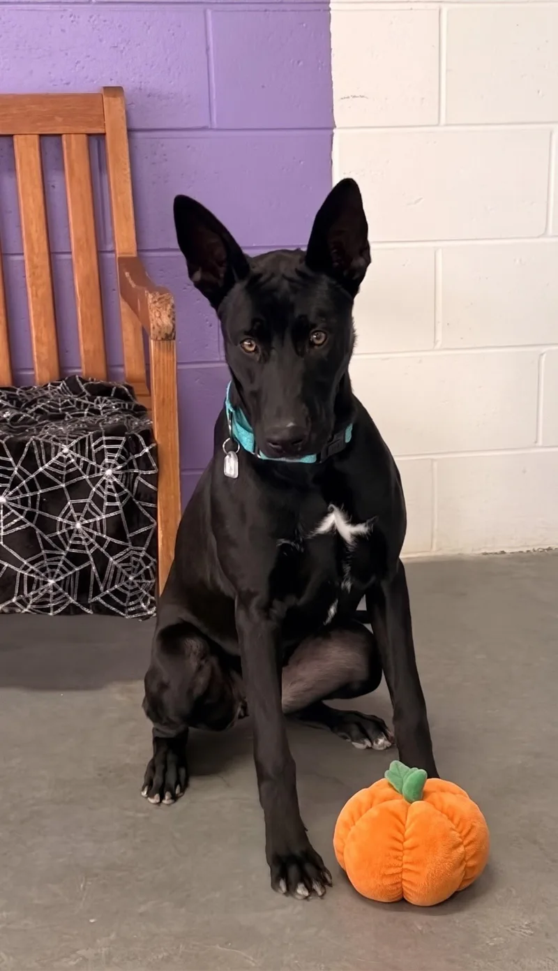 A young large-sized female Labrador Retriever dog named Mindy for adoption in North Prairie, WI
