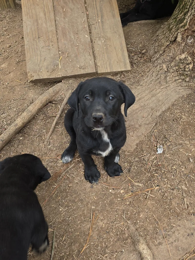 A baby large-sized female Black Labrador Retriever dog named Skylar for adoption in Kannapolis, NC