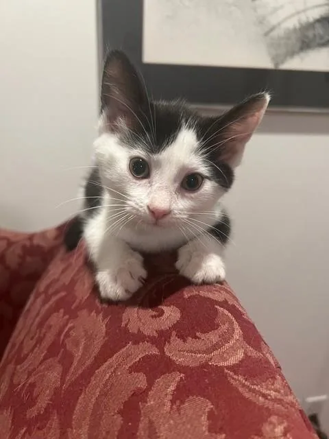 A baby small-sized female Domestic Short Hair cat named Screechy for adoption in Louisville, KY