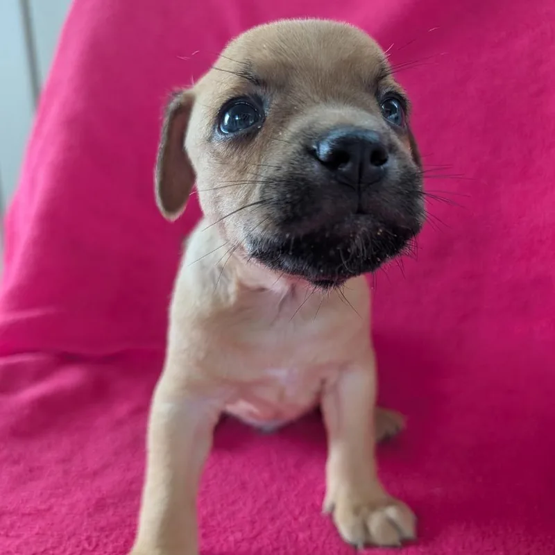 A baby small-sized male Yellow / Tan / Blond / Fawn Terrier dog named Tig for adoption in Jasper, IN