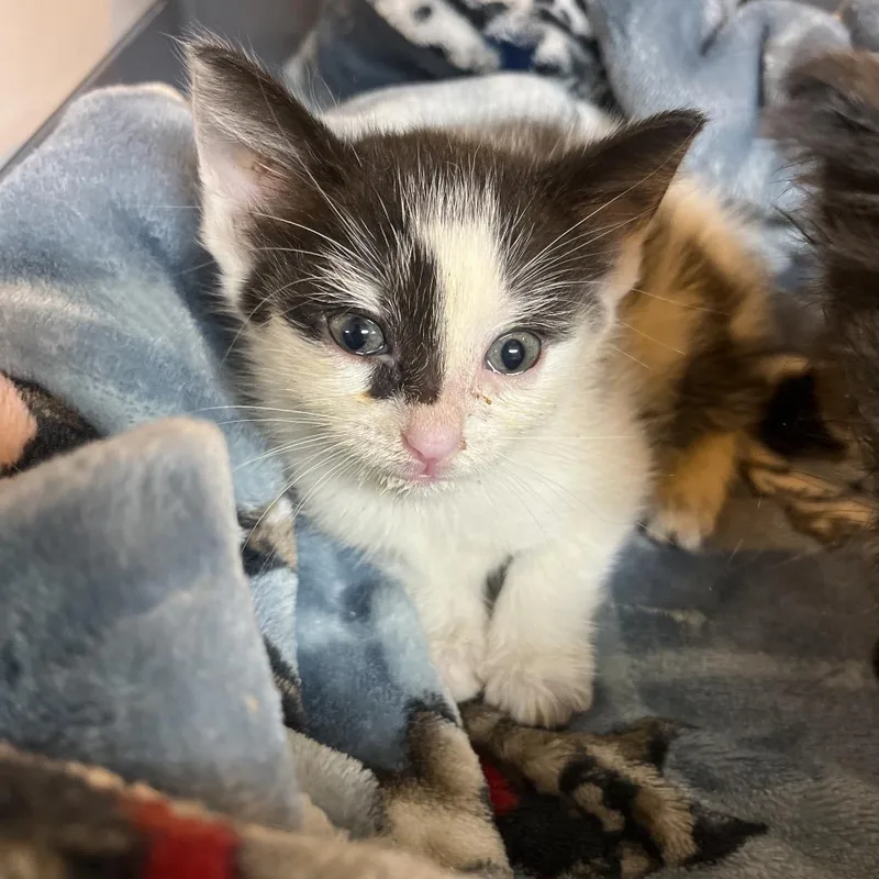 A baby small-sized female White Domestic Short Hair cat named Brittany for adoption in Mount Juliet, TN