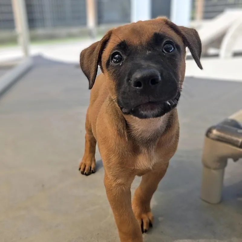 A baby small-sized female Yellow / Tan / Blond / Fawn Black Mouth Cur dog named Ginger for adoption in Newport, TN