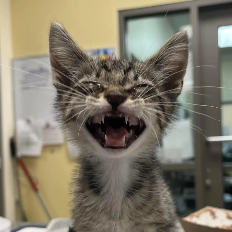 A baby small-sized female Black Domestic Medium Hair cat named Octavia for adoption in Lynchburg, VA